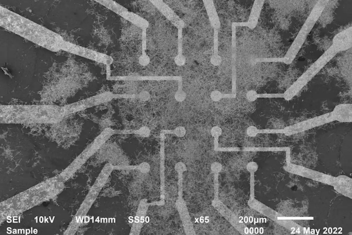 线报最新(新突破：科学家研发类脑纳米线网络，让AI模仿人类实时学习和记忆男性1天最多能吸多少支烟？世卫组织：如控制在这个数，还算可以)