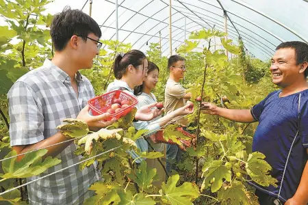 网络赚钱真的假的(老河口：无花果成“致富果”)