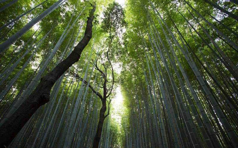 零基础不毁原片：PS图层蒙版使用方法实操避坑指南